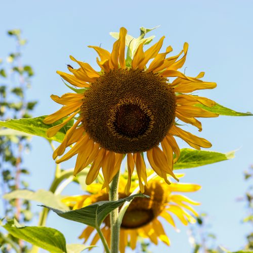 Sunflower and blue sky Sunflower and blue sky